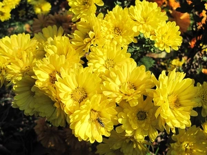 Insect, Yellow, Chrysanthemums