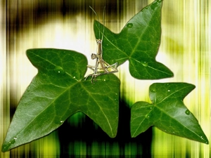 Insect, Leaf, ivy
