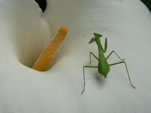 Colourfull Flowers, Insect, mantis, Kalia