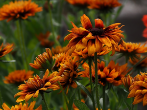 Insect, Flowers, Rudbeckia