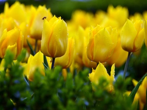 Insect, Yellow, Tulips