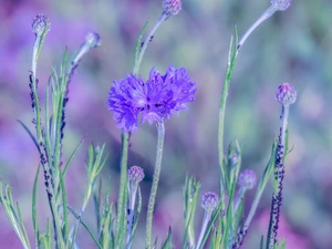 blurry background, cornflowers, insects