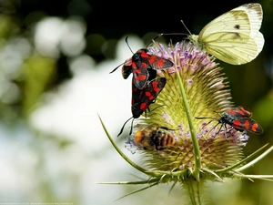 teasel, butterfly, bee, insects
