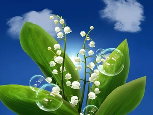 lilies, interesting eyes, soap, Sky