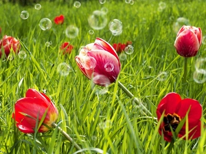 soap, Tulips, interesting eyes