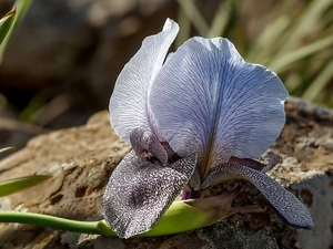 iris
