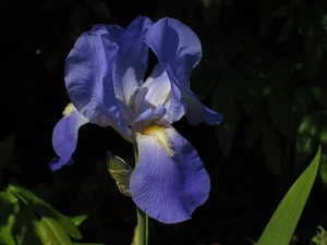 blue, Black, background, iris