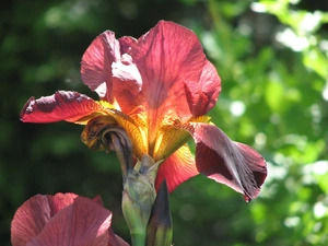 flakes, Colourfull Flowers, iris