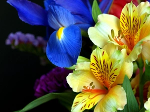 Flowers, Yellow, Alstroemeria, iris