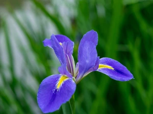 Iris, Colourfull Flowers, iris