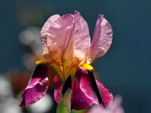 Pink, iris