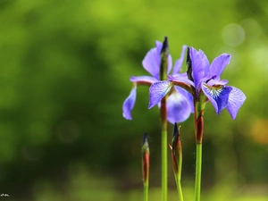 iris, Siberian Iris