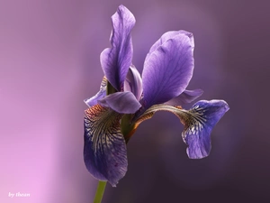 Violet, iris