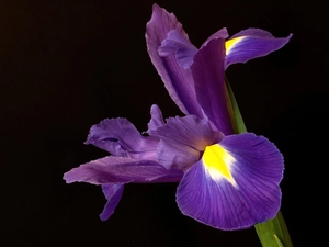 Violet, iris