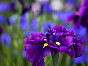 Violet, iris