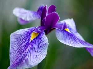 Violet, iris