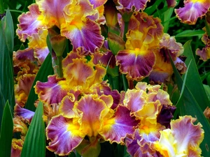 color, Irises