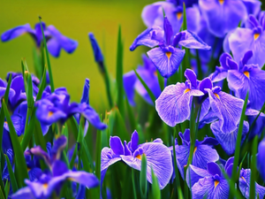 Irises, Blue, Flowers