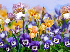 Flowers, pansies, graphics, Irises