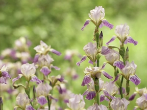 Flowers, Pale Purple, Irises