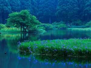 Irises, lake, forest