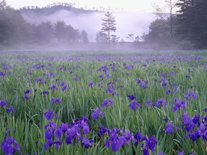 Meadow, Blue, Irises, Fog