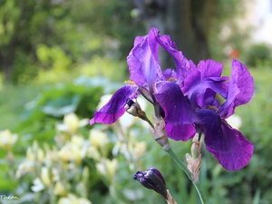 purple, Irises