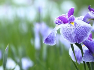 purple, rapprochement, Flowers, Irises