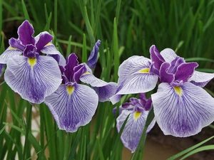 purple, Irises