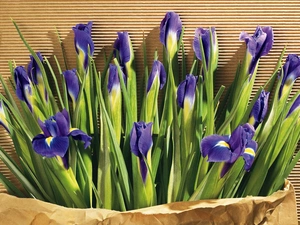 irises, bouquet, violet