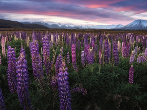 Mountains, New Zeland, lupine, clouds, Flowers, South Island