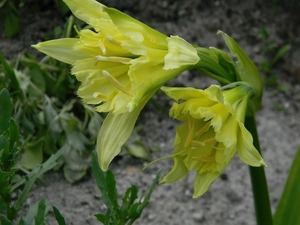 Colourfull Flowers, Ismena Błonczatka