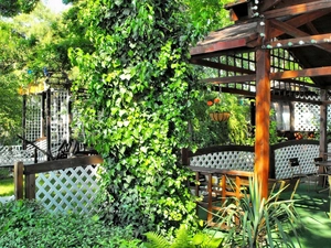 ivy, Garden, arbour