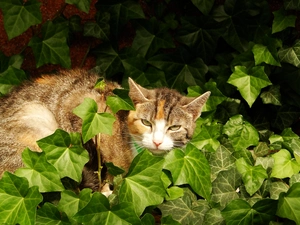 ivy, animal, cat
