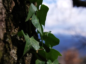 ivy, Sky, cork