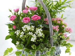 Kalanchoe, basket, roses, ivy, Pink, flowers
