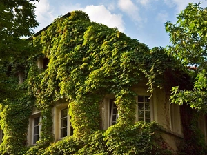 viewes, clouds, The Ivy, trees, house
