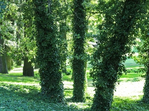 trees, Wooded, ivy, viewes