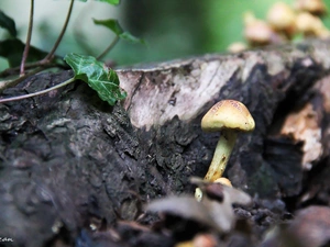 ivy, mushroom, trunk