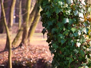 ivy, trees, Wooded