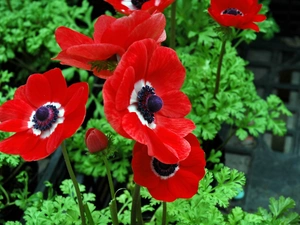 japanese, Red, anemone
