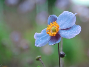 Japanese anemone