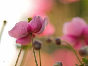 Anemones, Japanese