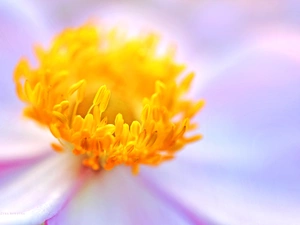 Colourfull Flowers, anemone, japanese