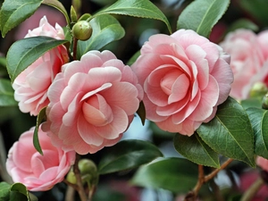 Colourfull Flowers, camellia, Japanese, Pink
