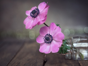 Anemones, Two cars, jar, boarding, Anemones, Flowers