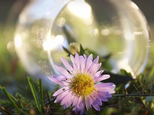 jar, daisy, glass