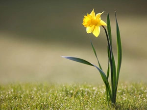 spring, jonquil