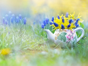 decoration, Muscari, jug, forsythia