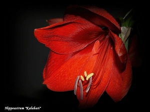 Kalahari, Red, amaryllis